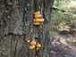 Sárga gévagomba (Laetiporus sulphureus), Duna-part
